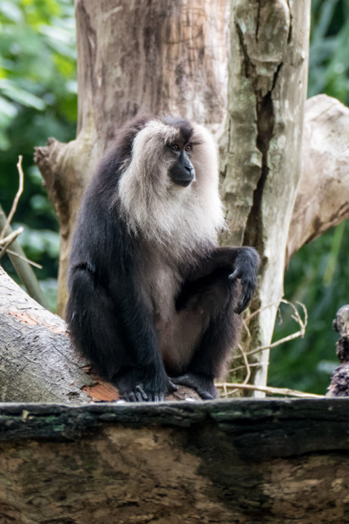 Lion-tailed macaque (Macaca silenus)