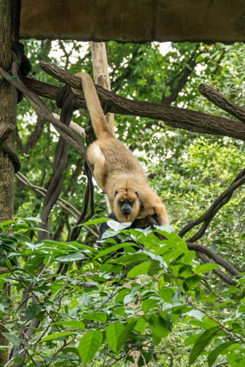 Black Howler Monkey (Alouatta pigra)