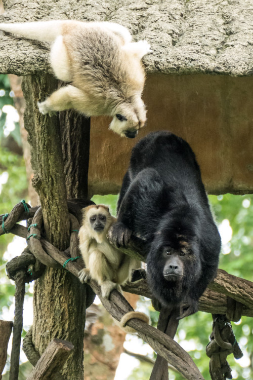 Black Howler Monkey (Alouatta pigra)