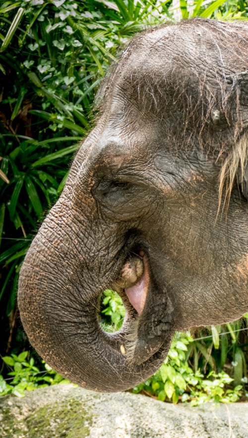 Asiatic elephant (Elephas maximus)