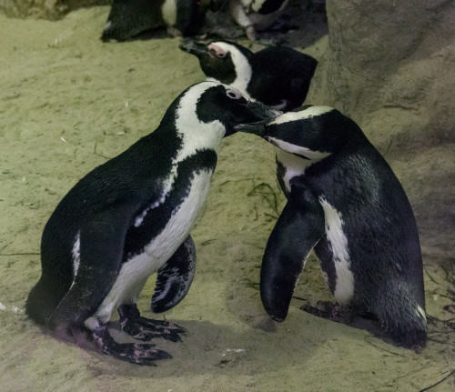 African penguin (Spheniscus demersus)