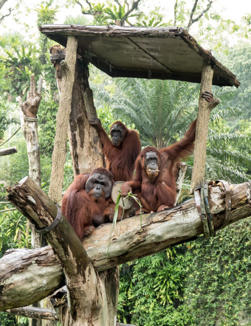 Bornean orangutan (Pongo pygmaeus)