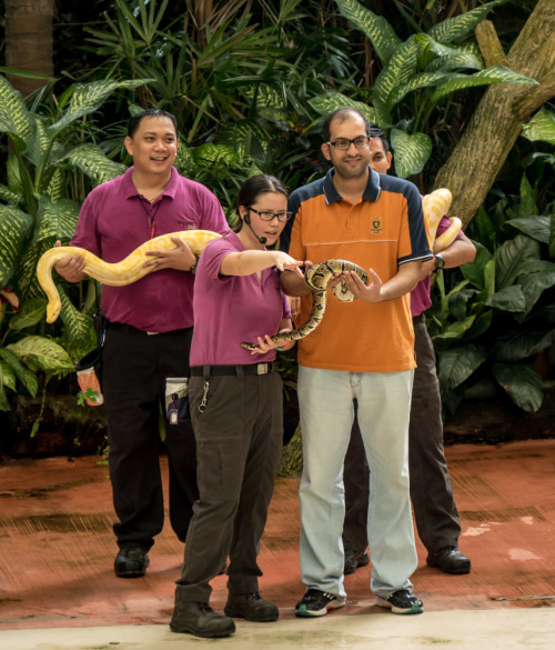 Rainforest Fights Back Show - Burmese python and Royal Python