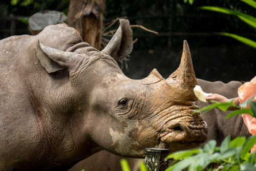 White rhinoceros (Ceratotherium simum)