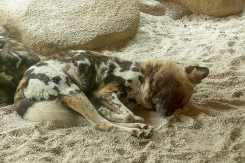 African painted dog (Lycaon pictus)