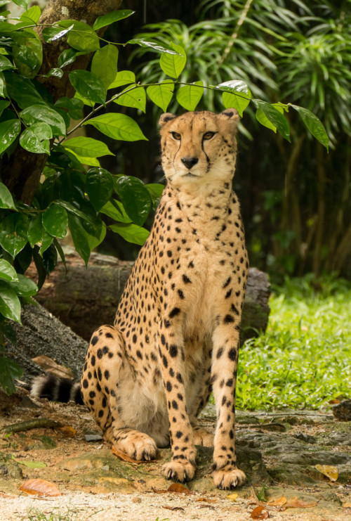 Cheetah (Acinonyx jubatus)