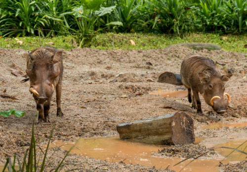 Common warthog (Phacochoerus africanus)