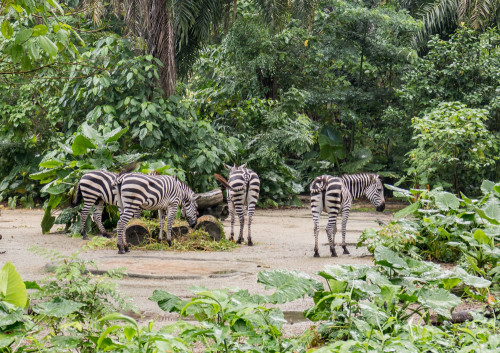 Plains zebra (Equus quagga)