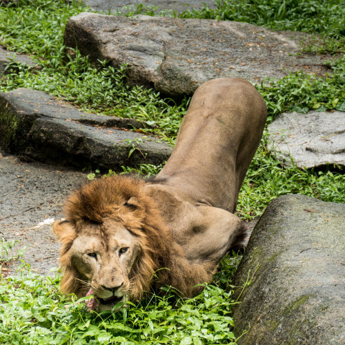 Lion (Panthera leo) feeding