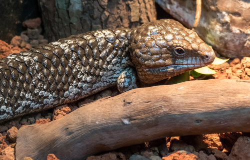 Shingleback skink (Tiliqua rugosa)