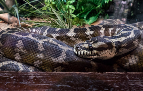 Reticulated python (Python reticulatus)