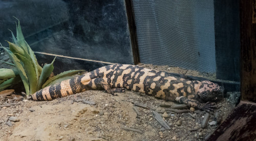 Gila monster (Heloderma suspectum)