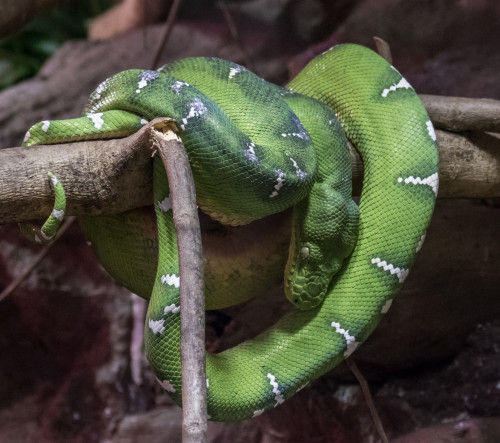 Green tree python (Morelia viridis)