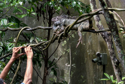 Common Iguana (Iguana iguana) getting photographed