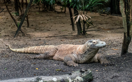 Komodo dragon (Varanus komodoensis)