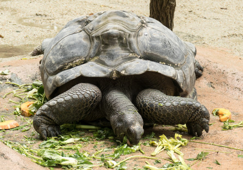 Aldabra giant tortoise (Aldabrachelys gigantea)