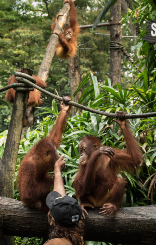 Free ranging Orangutans feeding