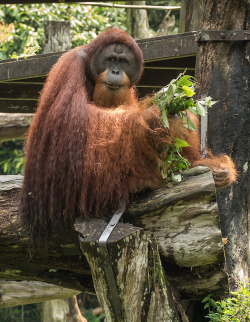 Free ranging Orangutans feeding