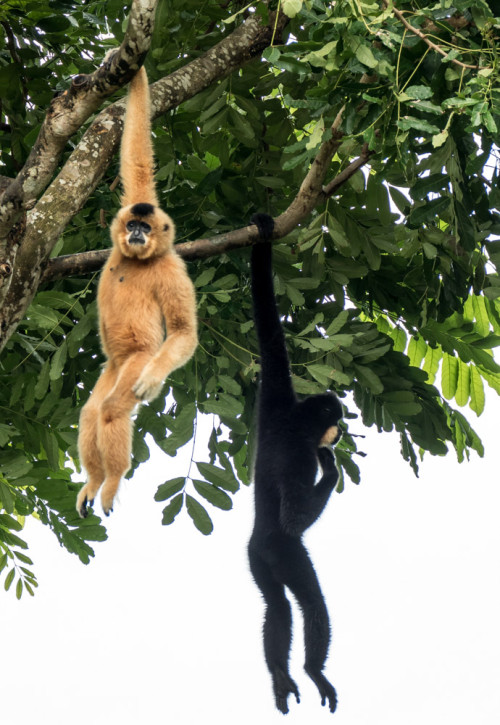 Lar gibbons (Hylobates lar)