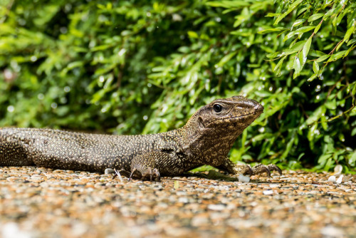 Monitor lizard outside the park