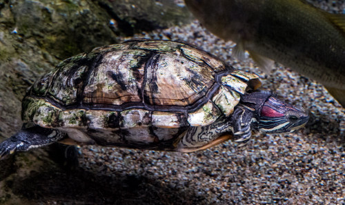 Red-eared slider (Trachemys scripta elegans)