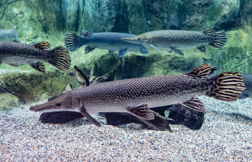 Alligator gar (Atractosteus spatula)