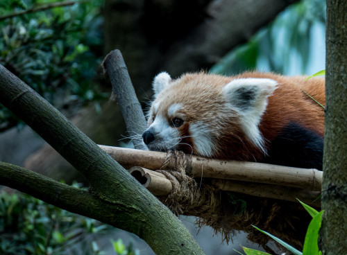 Red panda (Ailurus fulgens)