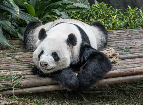 Giant panda (Ailuropoda melanoleuca)