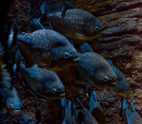 Piranha (Pygocentrus nattereri)