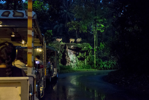 Tram Ride at Night Safari - Himalayan tahrs