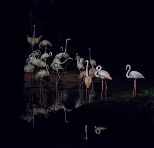 Night Safari - Flamingos