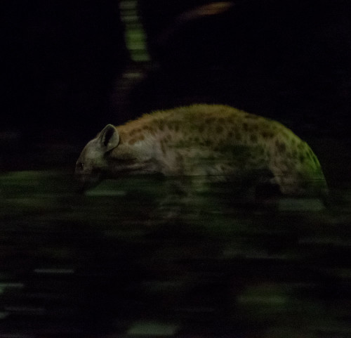 Night Safari - Spotted hyena (Crocuta crocuta)