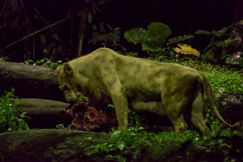 Night Safari - Lioness (Panthera leo) feeding