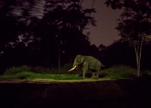 Night Safari - Asiatic elephant (Elephas maximus)