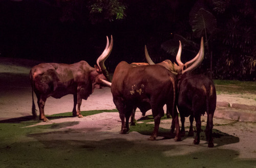 Ankole Watusi Cattle