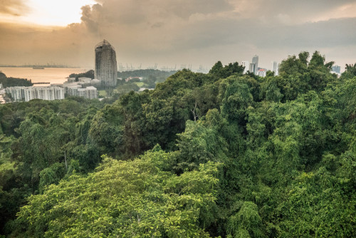 From Cable car - Mount Faber Park