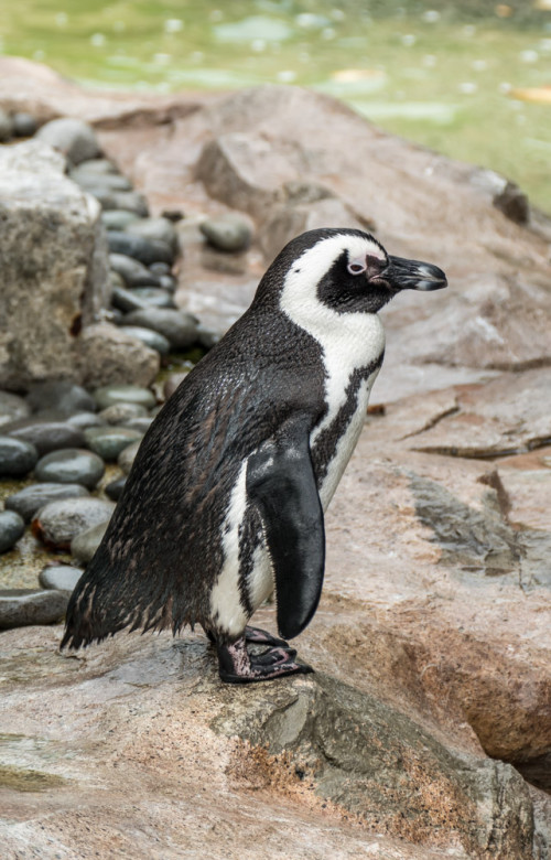 African penguin (Spheniscus demersus)