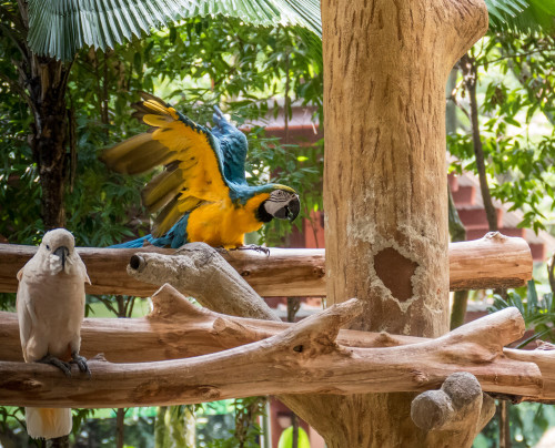 White cockatoo (Cacatua alba) and blue-and-yellow macaw (Ara ara