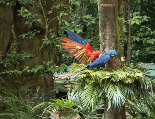 Pools Amphitheatre - High Flyers show Macaws