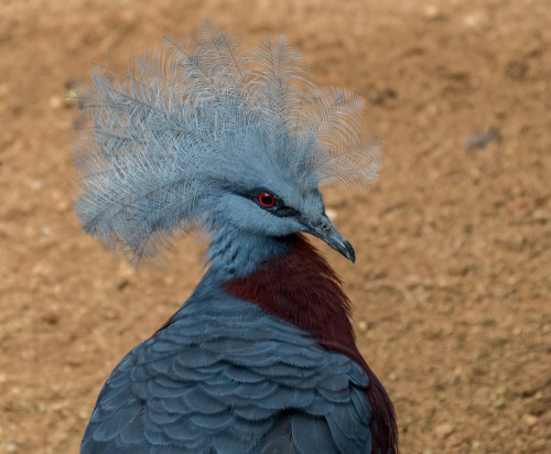 Western crowned pigeon (Goura cristata)