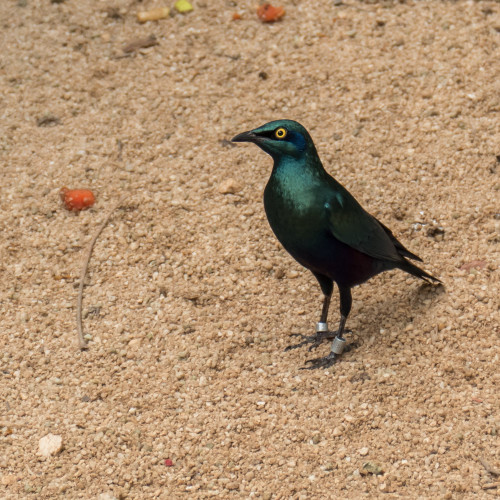 Greater Blue-eared Starling (Lamprotornis chalybaeus)