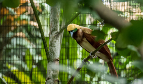 Lesser Bird-of-paradise (Paradisaea minor) Male