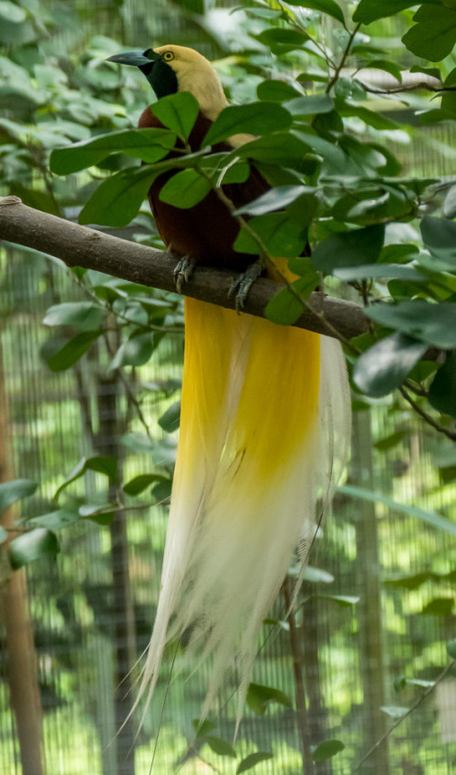 Lesser Bird-of-paradise (Paradisaea minor) Female