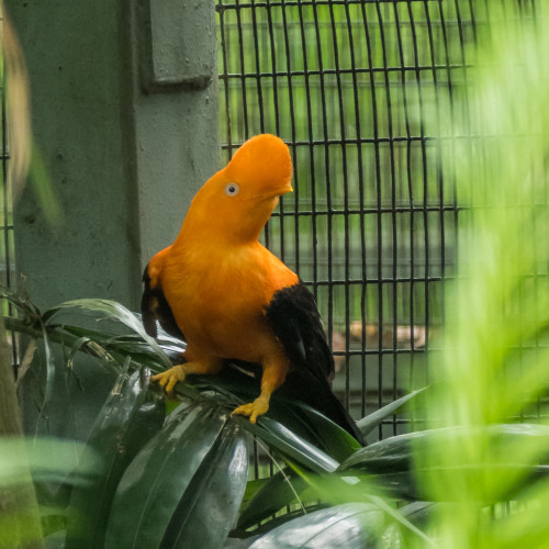 Male Andean cock-of-the-rock