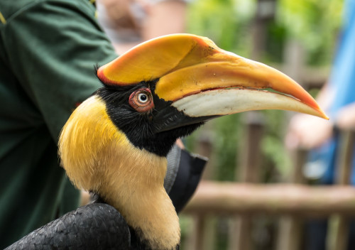 Great hornbill (Buceros bicornis)