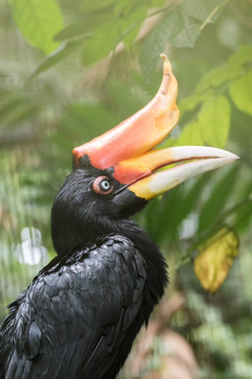 Rhinoceros hornbill (Buceros rhinoceros)