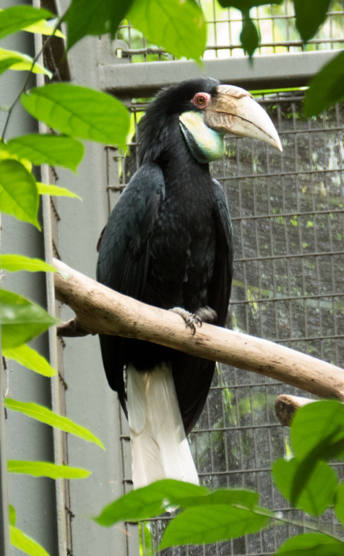 Wreathed hornbill (Aceros undulatus)