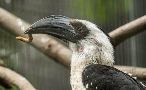 African grey hornbill (Tockus nasutus) feeding