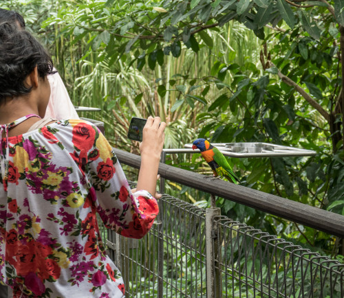 Rainbow lorikeet (Trichoglossus moluccanus)