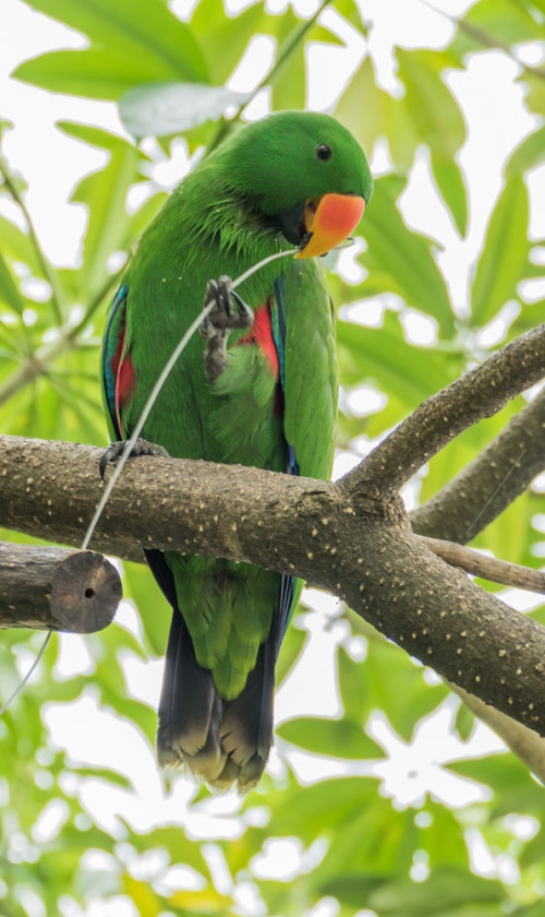 Red-sided Eclectus (Eclectus roratus polychloros)